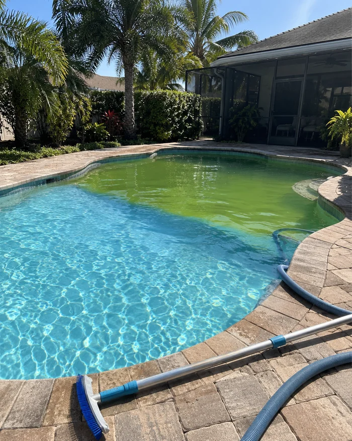 A backyard pool halfway through a green to clear cleanup, green water on one side and clear on the other